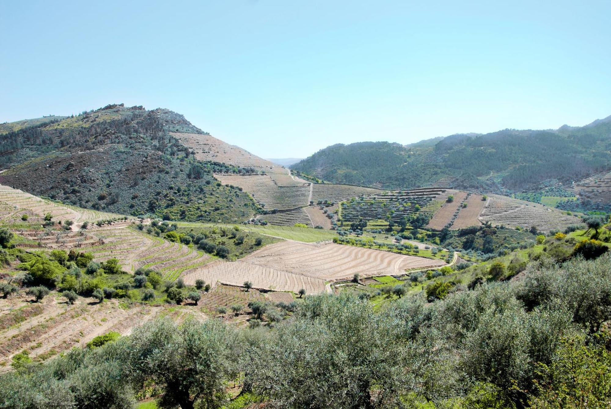 فيلا Casa Oliveiras Do Douro Sobreira المظهر الخارجي الصورة