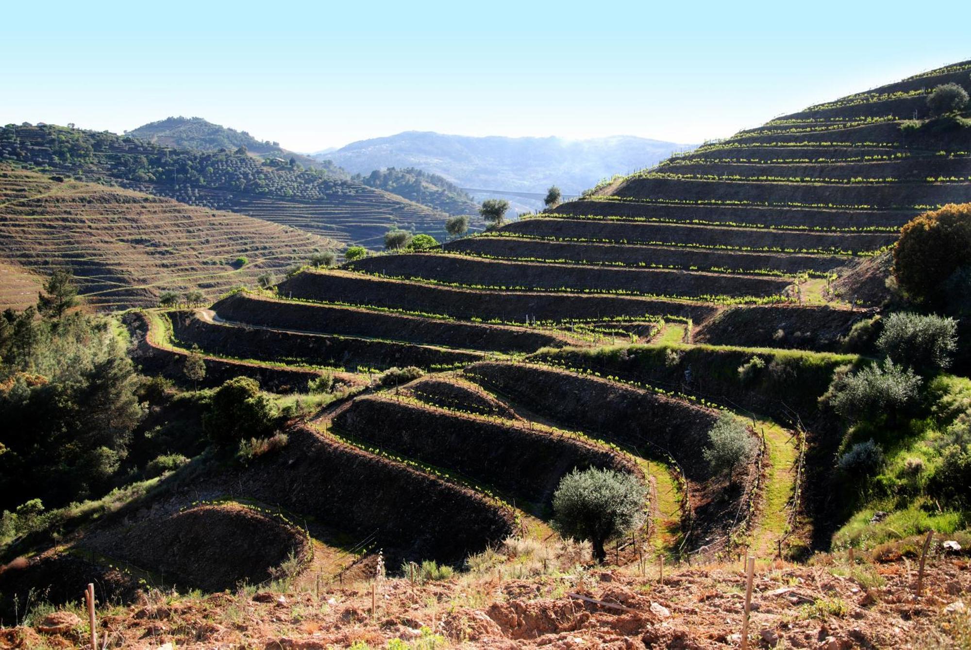 فيلا Casa Oliveiras Do Douro Sobreira المظهر الخارجي الصورة