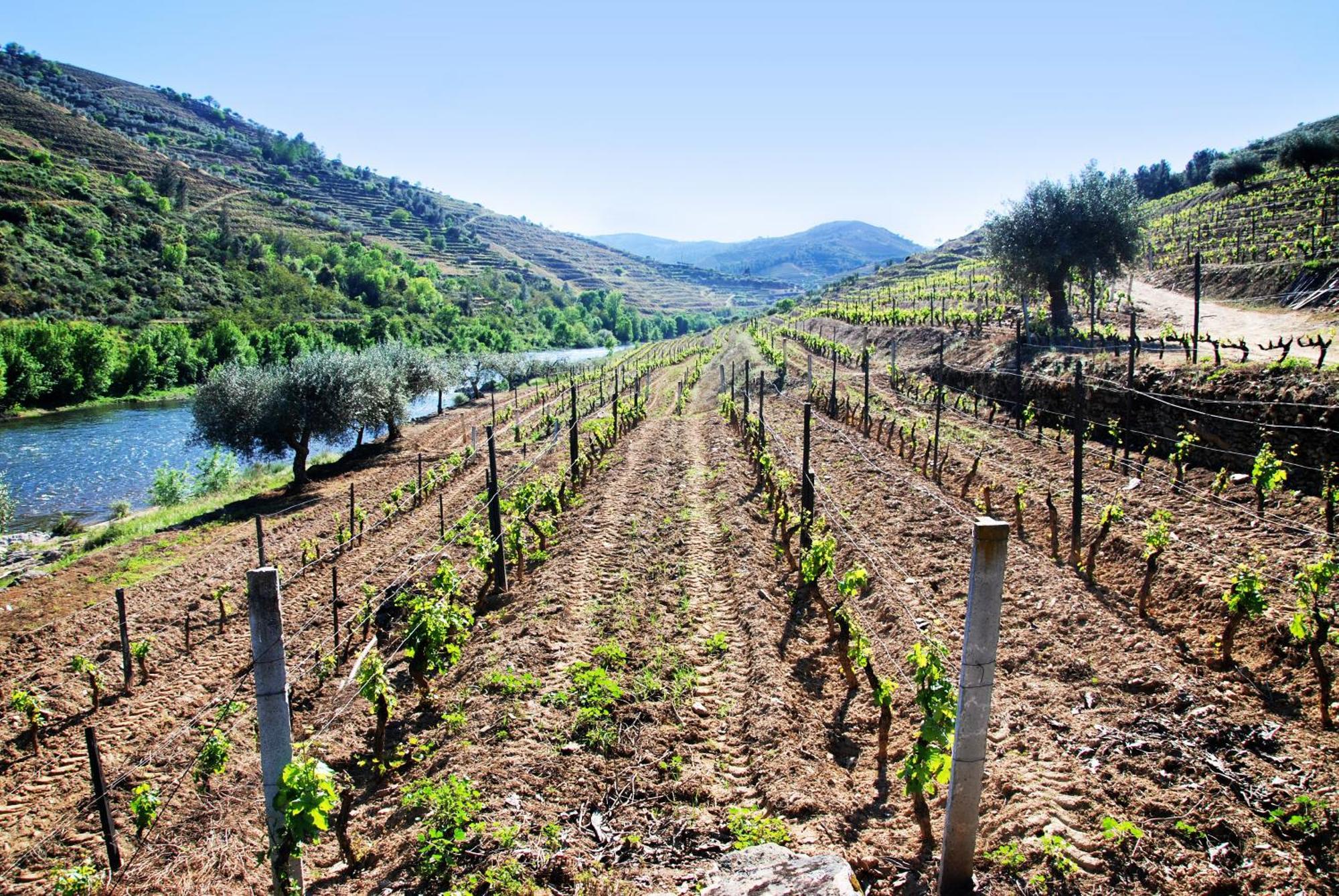فيلا Casa Oliveiras Do Douro Sobreira المظهر الخارجي الصورة