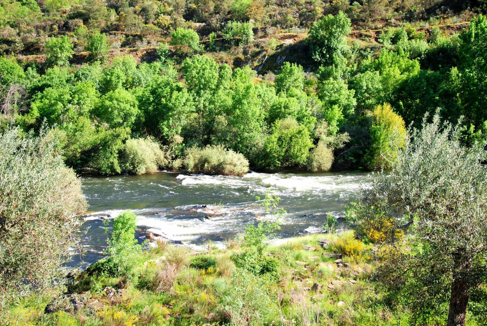 فيلا Casa Oliveiras Do Douro Sobreira المظهر الخارجي الصورة