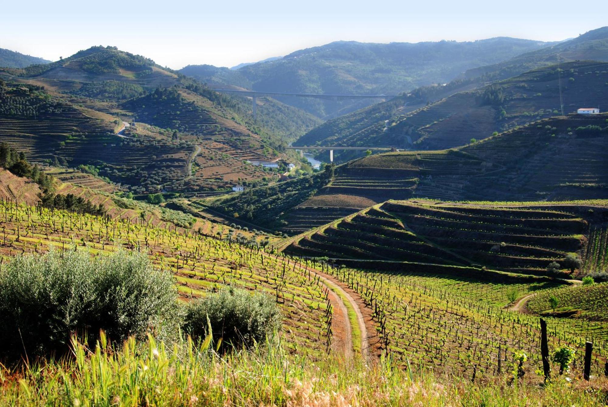 فيلا Casa Oliveiras Do Douro Sobreira المظهر الخارجي الصورة