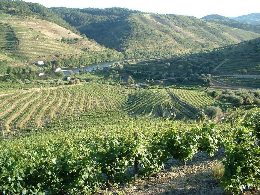 فيلا Casa Oliveiras Do Douro Sobreira المظهر الخارجي الصورة